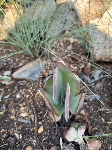 Kalanchoe luciae
