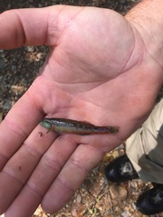Etheostoma tallapoosae