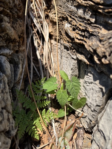 Obetia tenax, photograph 6
