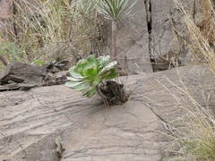 Aeonium urbicum image