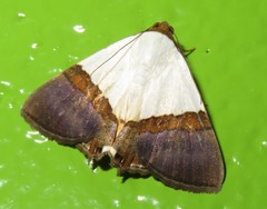 Eulepidotis ornata