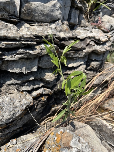 Wild granadilla (Adenia digitata)