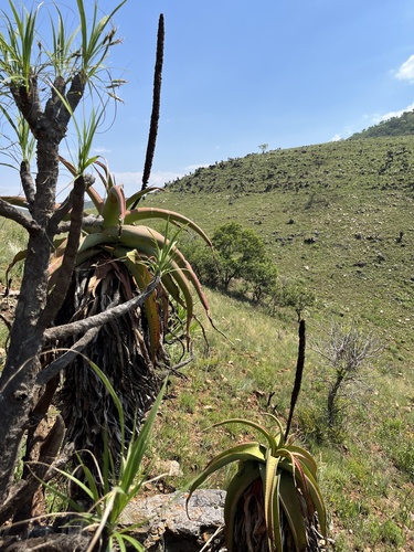 Graskop Aloe (Aloe alooides)