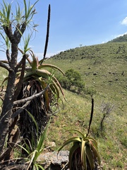 Aloe alooides
