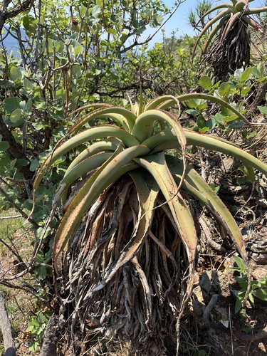 Aloe alooides, photograph 2
