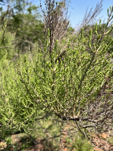 Drakensberg Heath (Erica drakensbergensis)