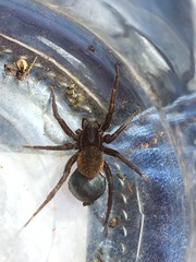Diapontia anfibia