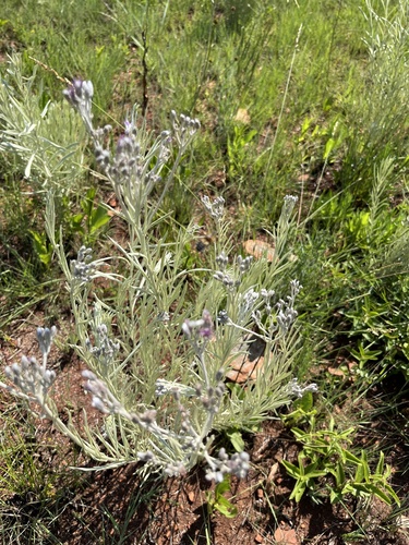 Hilliardiella aristata, photograph 4