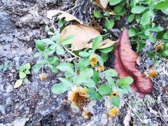 Heterotheca mucronata