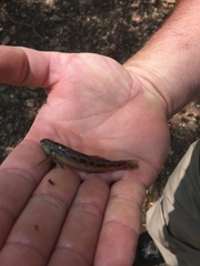 Etheostoma tallapoosae