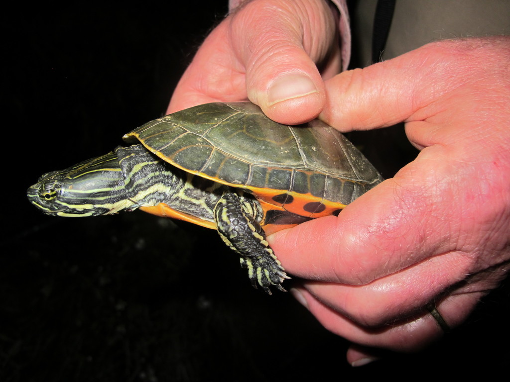 Western Chicken Turtle in March 2019 by Paul Crump · iNaturalist