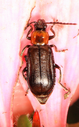 Black Diabrotica photo 4