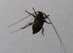 Atrypanius cinerascens