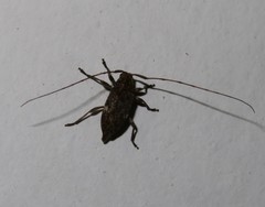 Atrypanius cinerascens