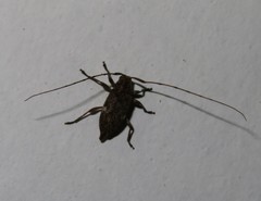 Atrypanius cinerascens