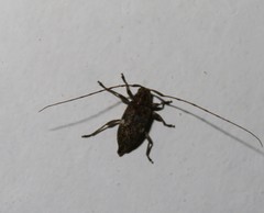 Atrypanius cinerascens