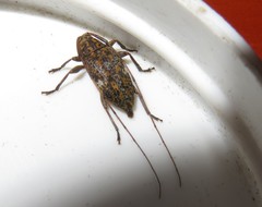 Atrypanius cinerascens