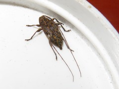 Atrypanius cinerascens