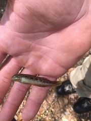 Etheostoma tallapoosae