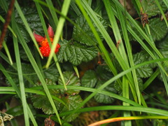 Rubus nepalensis, photograph (c) V_Nebenfuehr, some rights reserved (CC BY)