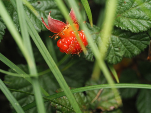 Rubus nepalensis, photograph 4