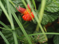 Rubus nepalensis, photograph (c) V_Nebenfuehr, some rights reserved (CC BY)