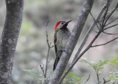 Colaptes atricollis