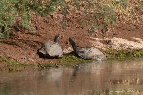 Saharan Pond Turtle