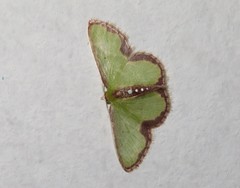 Synchlora decorata
