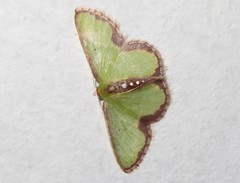 Synchlora decorata