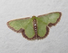 Synchlora decorata