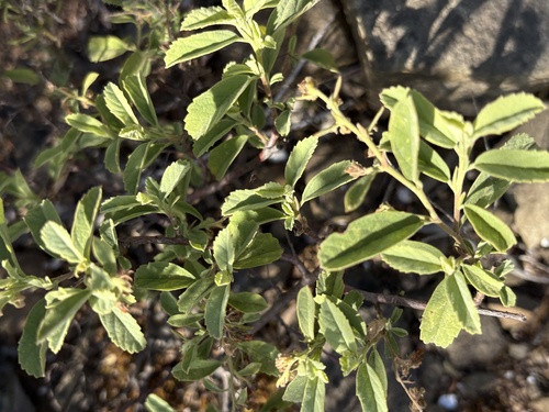 Kwaaiman Dollsrose (Hermannia holosericea)