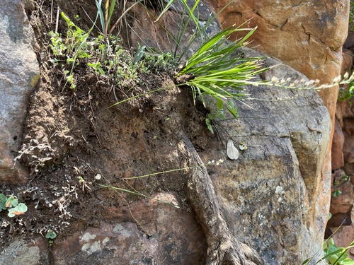 Khoho Squill (Drimia calcarata)