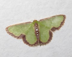 Synchlora decorata