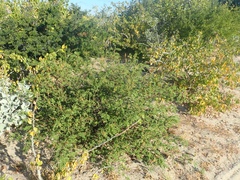 Indigofera fruticosa