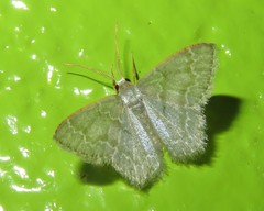 Chloropteryx languescens