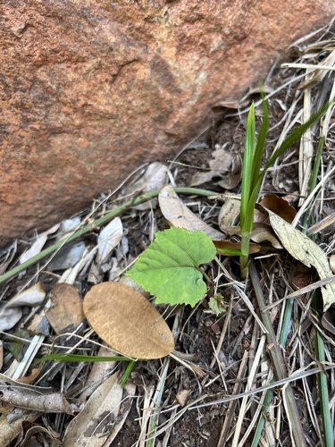 Forest Grape Vine (Cissus fragilis)
