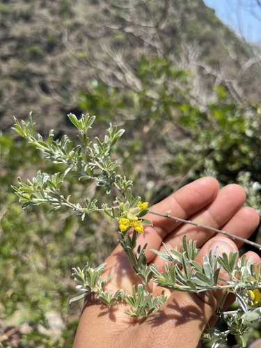 Frilly Pea (Pearsonia aristata)