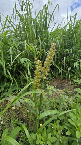 Cenchrus echinatus iNat (1)