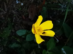 Ranunculus sierrae-orientalis