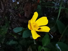 Ranunculus sierrae-orientalis