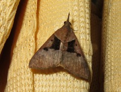 Hypena variabilis