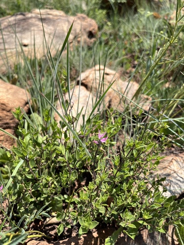 Mac-Mac Sagebush (Syncolostemon muddii)
