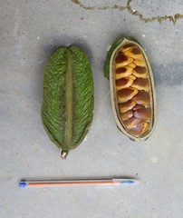 Adenocalymma calcareum