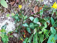 Ranunculus sierrae-orientalis