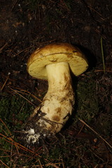 Leccinellum lepidum