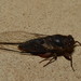 True Largeclasper Cicadas - Photo (c) Dianne Clarke, some rights reserved (CC BY-NC), uploaded by Dianne Clarke