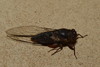 True Largeclasper Cicadas - Photo (c) Dianne Clarke, some rights reserved (CC BY-NC), uploaded by Dianne Clarke