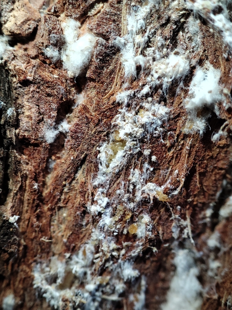 Phylloxerina salicis