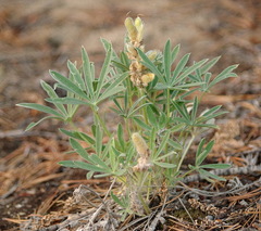 Lupinus kuschei
